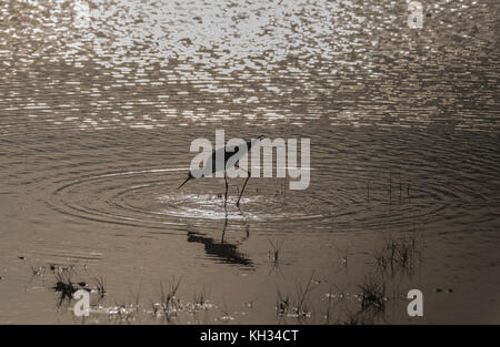 Stilt Black-Winged (Himantopus himantopus) alimentazione Foto Stock
