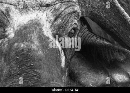 Colpo alla testa di un capo Buffalo (Syncerus caffer) concentrandosi sull'occhio Foto Stock