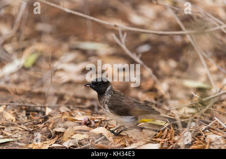 Bulbul comune (Pycnonotus barbatus) mangiare Foto Stock