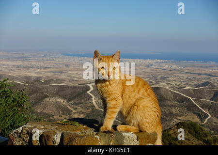 Lo zenzero cat seduto sul muro al monastero Stavrovouni affacciato su Larnaca, Cipro. Foto Stock