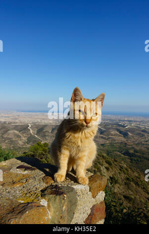 Lo zenzero cat seduto sul muro al monastero Stavrovouni affacciato su Larnaca, Cipro. Foto Stock