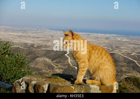 Lo zenzero cat seduto sul muro al monastero Stavrovouni affacciato su Larnaca, Cipro. Foto Stock