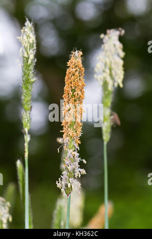 Close-up della fioritura spikelets di coda di volpe erba Foto Stock