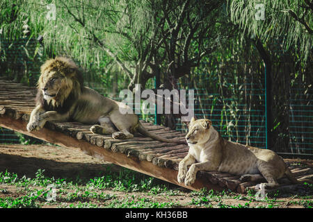 Atlante addormentato o coppia di leoni barbarbari allo zoo di rabat, Marocco Foto Stock