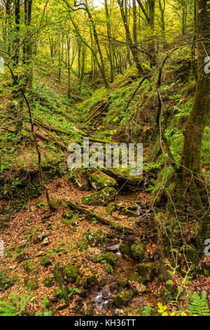 Piccolo fiume che scorre attraverso una faggeta in autunno Foto Stock