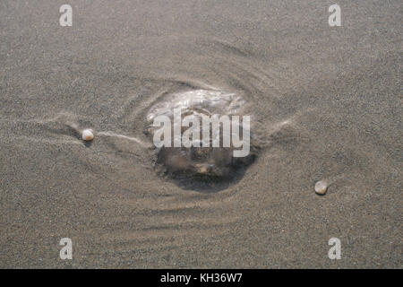 Luna meduse essiccazione blob sulla sabbiosa spiaggia di chiglia su Achill Island nella contea di Mayo in Irlanda Foto Stock