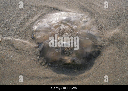 Luna meduse essiccazione blob sulla sabbiosa spiaggia di chiglia su Achill Island nella contea di Mayo in Irlanda Foto Stock