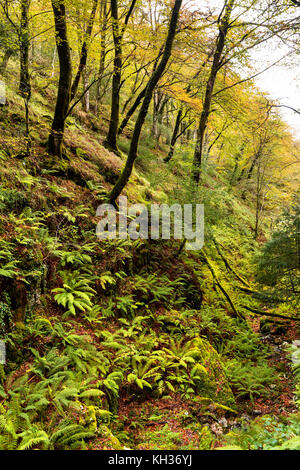 Foresta decidua in autunno con felci e faggi morti Foto Stock