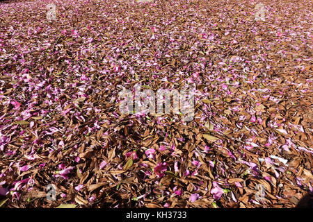 Fioritura di filo interdentale in seta tree, fiori di massa di copertura del filo interdentale albero di seta, Ceiba speciosa, Malaga, Spagna. Foto Stock