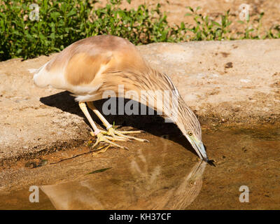 Comune di sgarza ciuffetto - Ardeola ralloides in prossimità di acqua Foto Stock