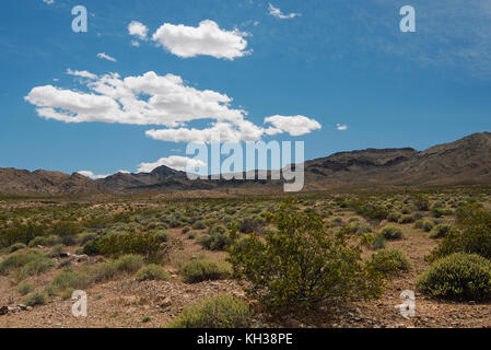 Blooming deserto sotto un luminoso cielo blu vicino a valle del fuoco del parco statale, nevada Foto Stock