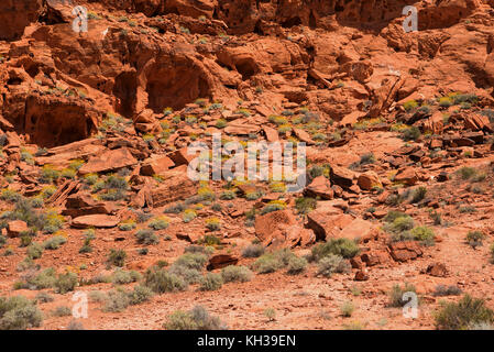 Arenaria azteca formazioni rocciose presso il parco della Valle di Fire State vicino overton, Clark county, southwest Nevada, Stati Uniti d'America Foto Stock