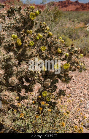 Cactus enorme con un sacco di Tiglio fiori colorati nei pressi dell'ingresso per il parco della Valle di Fire State nel sud-ovest Nevada, Stati Uniti d'America Foto Stock