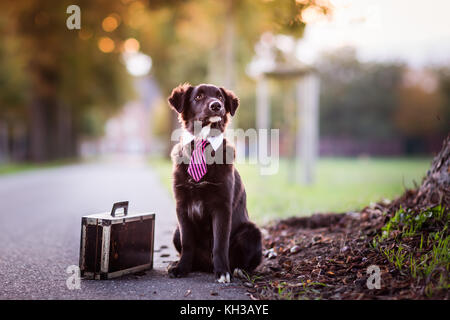 Il giovane australiano cane pastore con un pareggio e una valigia accanto seduto su una strada Foto Stock