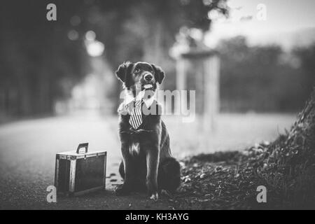 Immagine in bianco e nero di un giovane pastore australiano cane con un pareggio e una valigia accanto seduto su una strada Foto Stock
