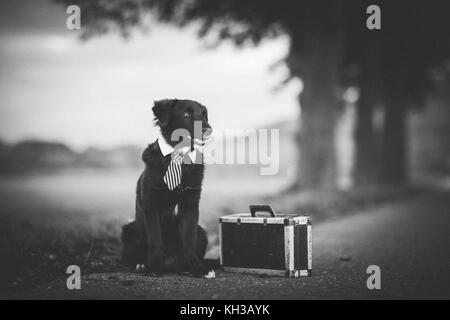 Immagine in bianco e nero di un giovane pastore australiano cane con un pareggio e una valigia accanto seduto su una strada Foto Stock