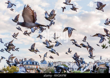 Immagine di un gregge di volo di piccioni a parigi, francia Foto Stock