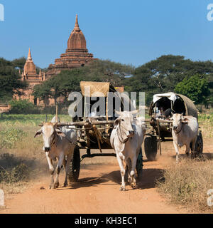 Gli agricoltori sulla strada per il mercato del giovenco-carretti tirati. Bagan in Myanmar (Birmania). Foto Stock