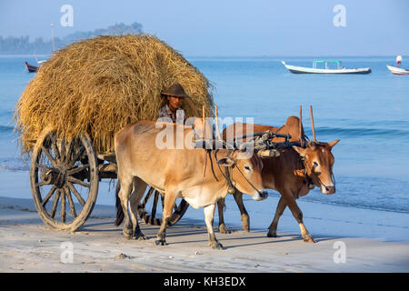 Ox-disegnato su carrello Ngapali Beach in Stato di Rakhine in Myanmar (Birmania). Foto Stock