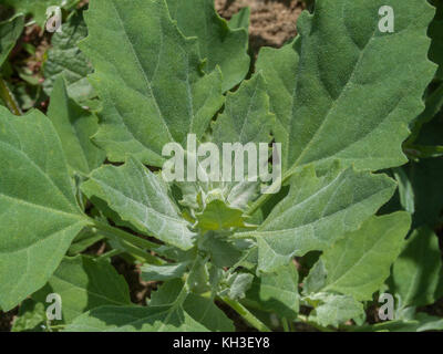 Foglie di foglie di foglie di Fat-Hen, White Goosefoot / Chenopodium album - un'erbaccia agricola commestibile una volta usata regolarmente come cibo. Ora un foraged cibo selvaggio. Foto Stock