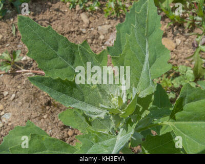 Foglie di foglie di foglie di Fat-Hen, White Goosefoot / Chenopodium album - un'erbaccia agricola commestibile una volta usata regolarmente come cibo. Ora un foraged cibo selvaggio. Foto Stock