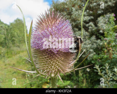 Testa fiorente di Teasel / Dipsacus Fullonem. Ex pianta medicinale usata in rimedi di erbe & cure di quack. Foto Stock