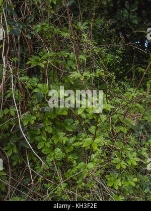 Giovani Hop / Humulus lupulus viticoltura in una siepe. Una volta utilizzata come pianta medicinale in rimedi a base di erbe come pure il suo migliore utilizzo noto nella realizzazione di birra Foto Stock