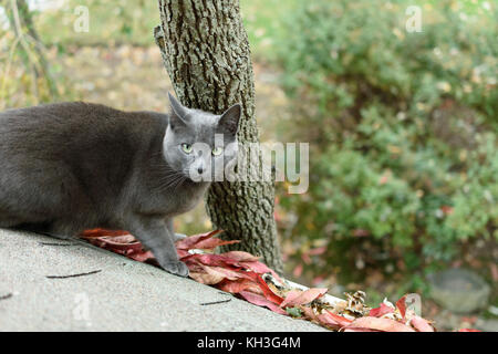 Un russo gatto blu su un tetto in piedi in una canaletta di pioggia piena di foglie colorate cercando in una finestra. Foto Stock