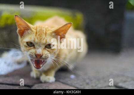 Alley Cat Foto Stock