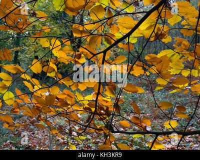 Il faggio Fagus sylvatica Felbrigg grande bosco NORFOLK REGNO UNITO i primi di novembre Foto Stock