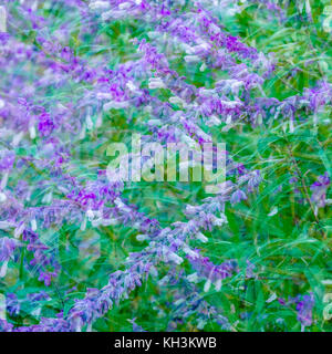 Fiori colorati messicano di bush sullo sfondo di salvia Foto Stock