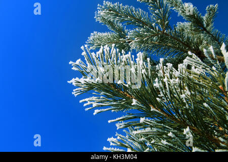 Rami di abete cosparso leggermente con il bianco brina nel gennaio Foto Stock