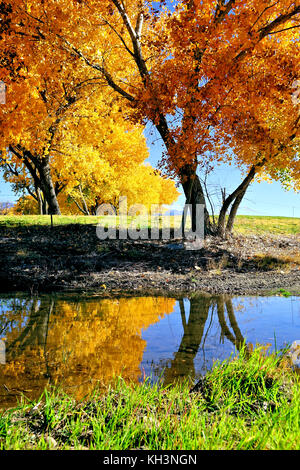 Pioppi neri americani di alberi con foglie di giallo riflessa nell'acqua Foto Stock