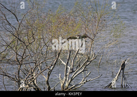 Falco pescatore Pandion haliaetus diga Falcon parco dello stato basso Rio Grande Valley Texas USA Foto Stock