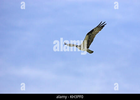 Falco pescatore Pandion haliaetus diga Falcon parco dello stato basso Rio Grande Valley Texas USA Foto Stock