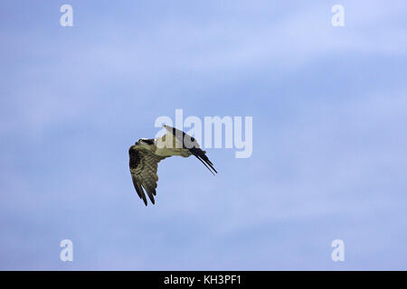 Falco pescatore Pandion haliaetus diga Falcon parco dello stato basso Rio Grande Valley Texas USA Foto Stock