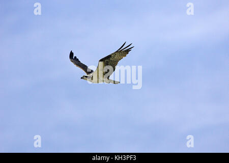 Falco pescatore Pandion haliaetus diga Falcon parco dello stato basso Rio Grande Valley Texas USA Foto Stock