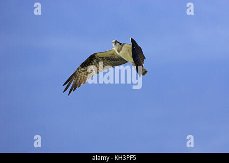 Falco pescatore Pandion haliaetus diga Falcon parco dello stato basso Rio Grande Valley Texas USA Foto Stock