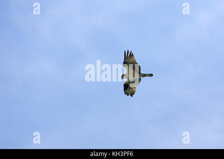 Falco pescatore Pandion haliaetus diga Falcon parco dello stato basso Rio Grande Valley Texas USA Foto Stock