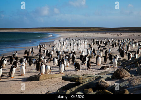 Gentoo penguin Pygoscelis papua gruppo sulla spiaggia più deprimente Island Isole Falkland Foto Stock