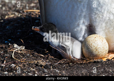 Gentoo penguin Pygoscelis papua con pulcino e uova a colonia nidificazione Sea Lion Island Isole Falkland Novembre 2015 Foto Stock