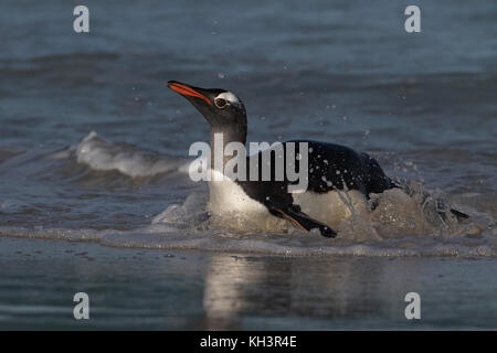 Gentoo penguin Pygoscelis papua provenienti dal mare più deprimente Island Isole Falkland Novembre 2015 Foto Stock