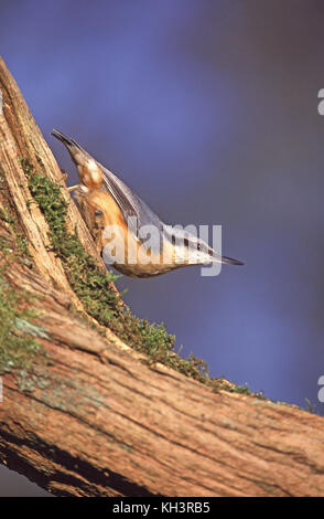 Eurasian picchio muratore Sitta europaea Hampshire Inghilterra Foto Stock