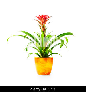 Rosso houseplant guzmania in vaso di fiori isolati su sfondo bianco percorso di clipping incluso Foto Stock