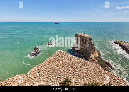 Muriwai gannet colonia, Auckland, Nuova Zelanda. Foto Stock