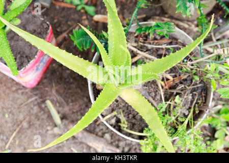 Aloe vera piantata in un vaso di un terreno fertile in Asia la molla. Foto Stock