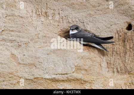 Sand Martin / Bank Swallow / Uferschwalbe ( Riparia riparia) seduto all'ingresso del suo nido buco in una ripida riva del fiume, fauna selvatica, Europa. Foto Stock