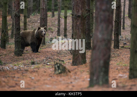 European Brown Bear / Braunbaer ( Ursus arctos ), giovane adolescente, esplorando i suoi dintorni, in piedi in una foresta, a distanza, Europa. Foto Stock