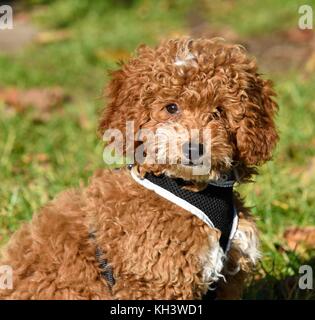 Cockapoo cucciolo di cane Foto Stock