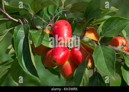 Rosso brillante crab apple frutta, Malus 'John Downie' sull'albero nella tarda estate con verde foglie sane, Berkshire, Agosto Foto Stock